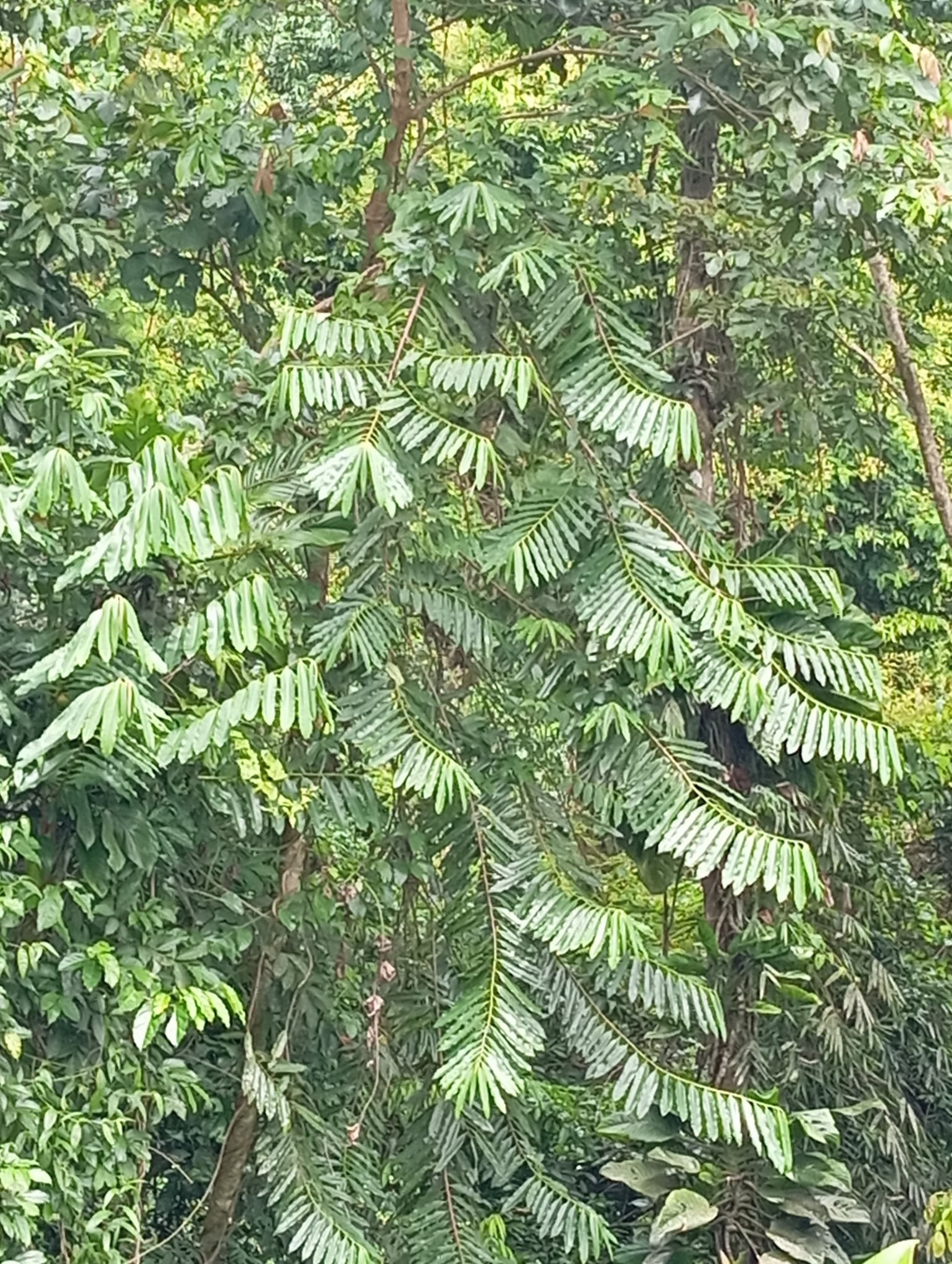 Imagem de Ucuuba
