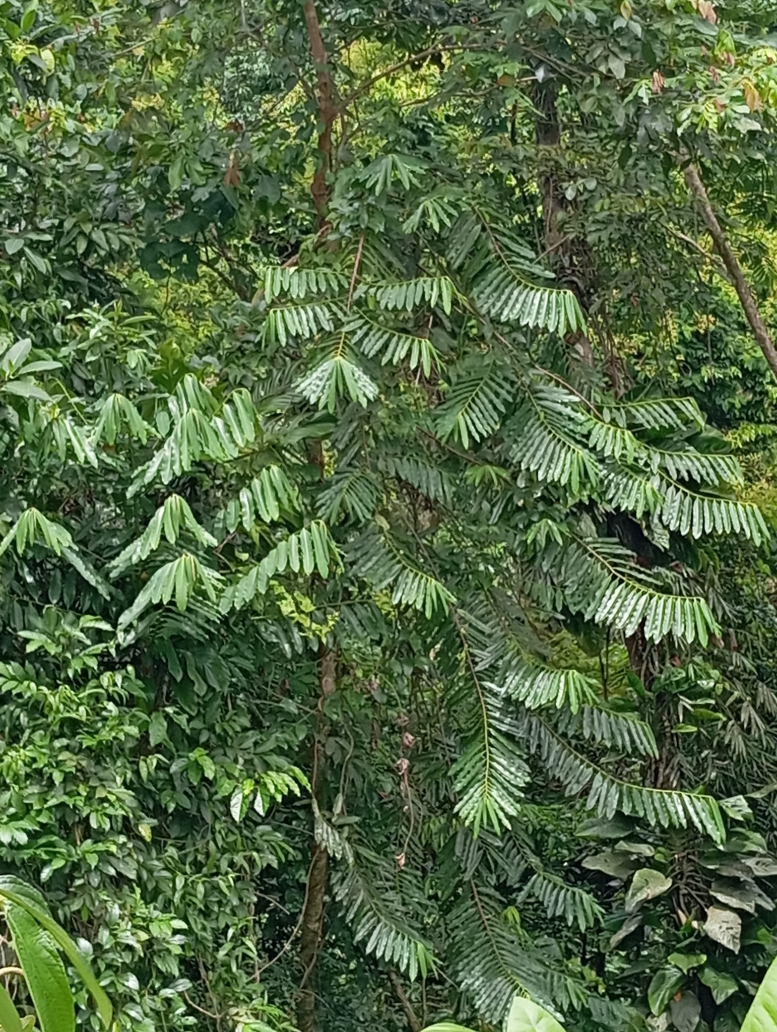 Imagem de Ucuuba