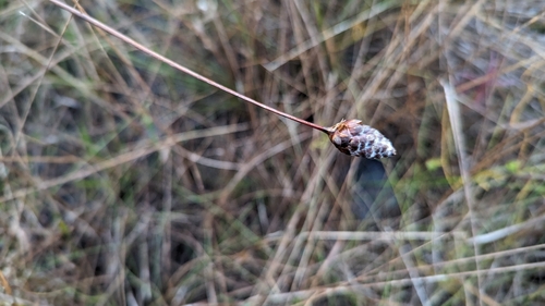 Image of Xyris elliottii by (c) Alina Martin, some rights reserved (CC BY)