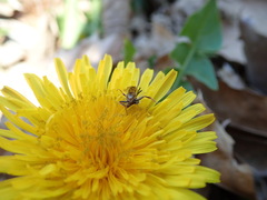 Nomada