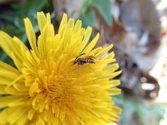 Nomada