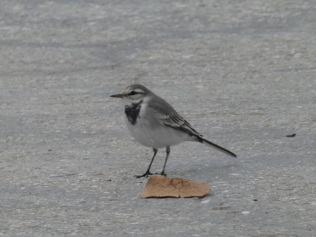 white-wagtail-from-los-angeles-river-los-angeles-ca-usa-on-january