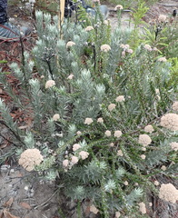 Achyranthemum paniculatum