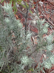 Achyranthemum paniculatum