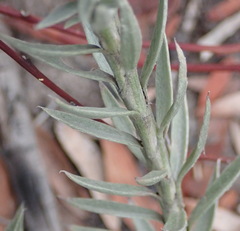 Achyranthemum paniculatum