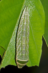 Graphium antiphates