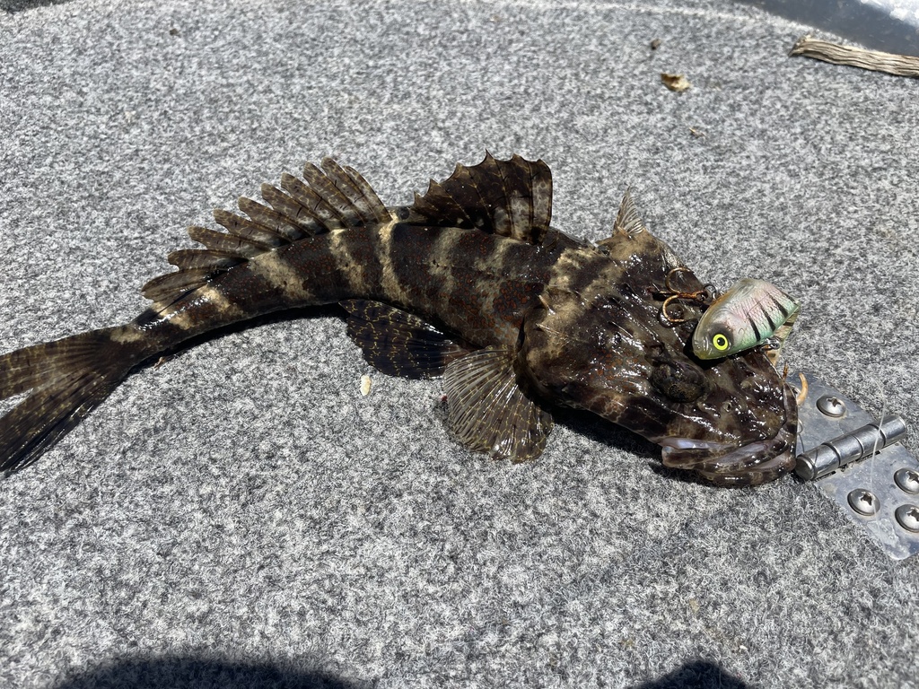 Black-freckled Flathead