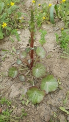Magnoliopsida