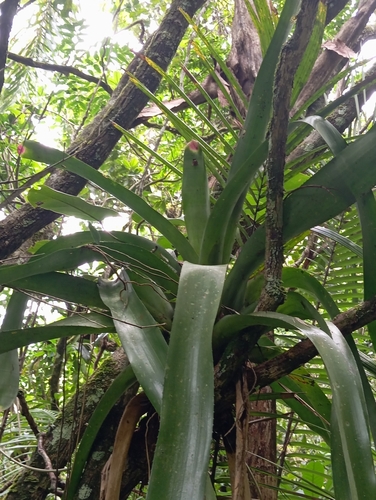 Foto de Bromélia