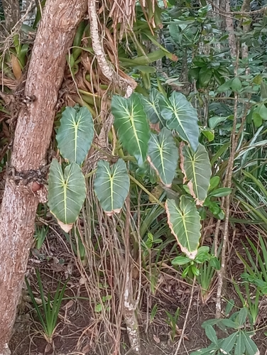 Foto de Filodendro Brasil