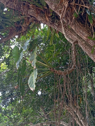 Foto de Filodendro Brasil