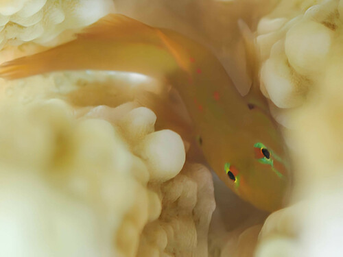 Earspot coralgoby (Gobiodon atrangulatus) — Gobiidae — 3