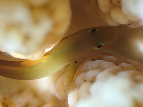 Earspot coralgoby (Gobiodon atrangulatus) — Gobiidae — 4