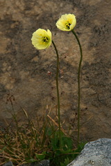 Papaver lapponicum