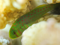 Red-Spotted Coralgoby photo 1