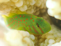 Red-Spotted Coralgoby photo 2