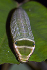 Graphium antiphates