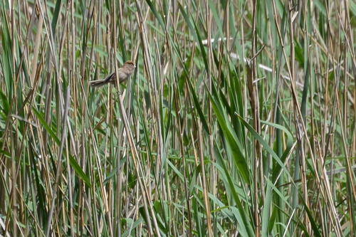 Spectacled Parrotbill (Suthora conspicillata), photo 2