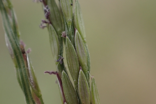 Digitaria nuda, 2024-01-24