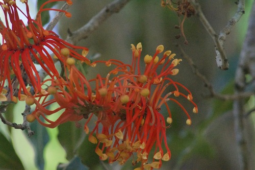 Foto de Tulipeira-do-gabão