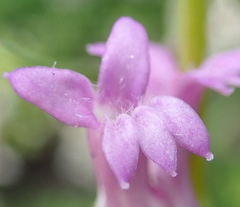 Cyphia digitata digitata