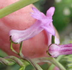 Cyphia digitata digitata