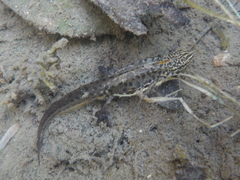Lissotriton graecus