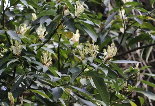 Image of Machilus chekiangensis by no rights reserved
