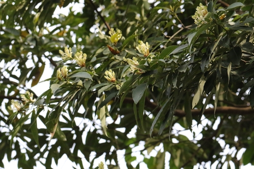 Image of Machilus chekiangensis by no rights reserved