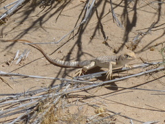 Dipsosaurus dorsalis dorsalis