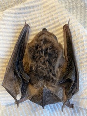 Chocolate Wattled Bat photo 4