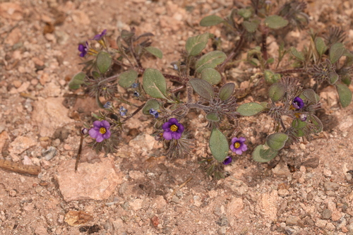 Nakedstem phacelia (Phacelia gymnoclada)