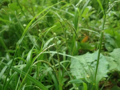 Carex incisa iNat (1)