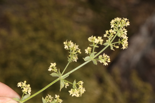 Image of Galium multiflorum by (c) Steve Matson, some rights reserved (CC BY)