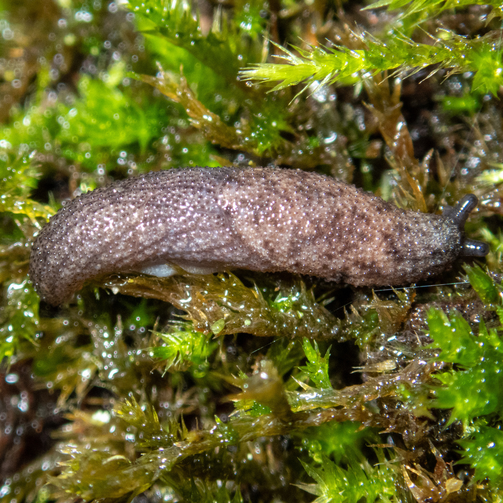 Papillose Taildropper