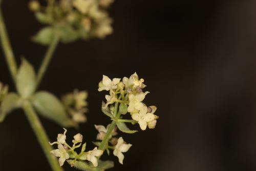 Image of Galium multiflorum by (c) Steve Matson, some rights reserved (CC BY)