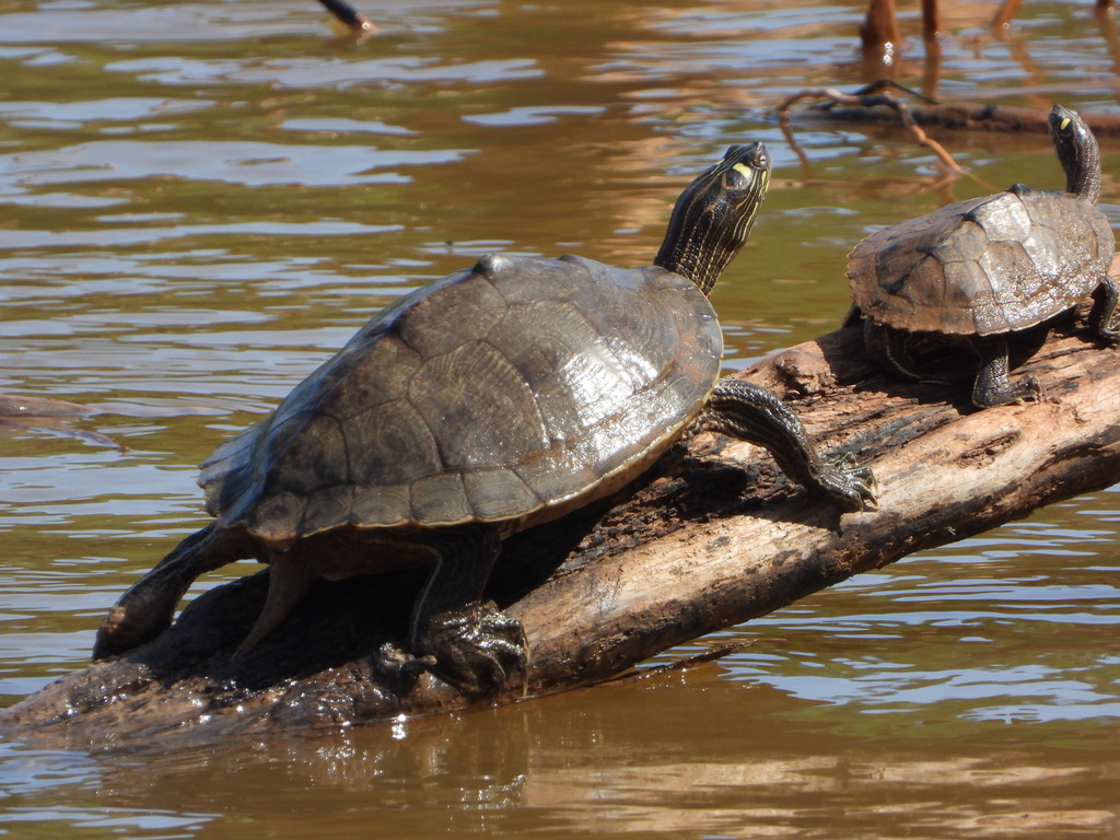 Ouachita Map Turtle in April 2021 by diomedea_exulans_li · iNaturalist