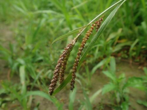 Carex aequialta iNat (1)