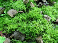 Brachythecium rivulare