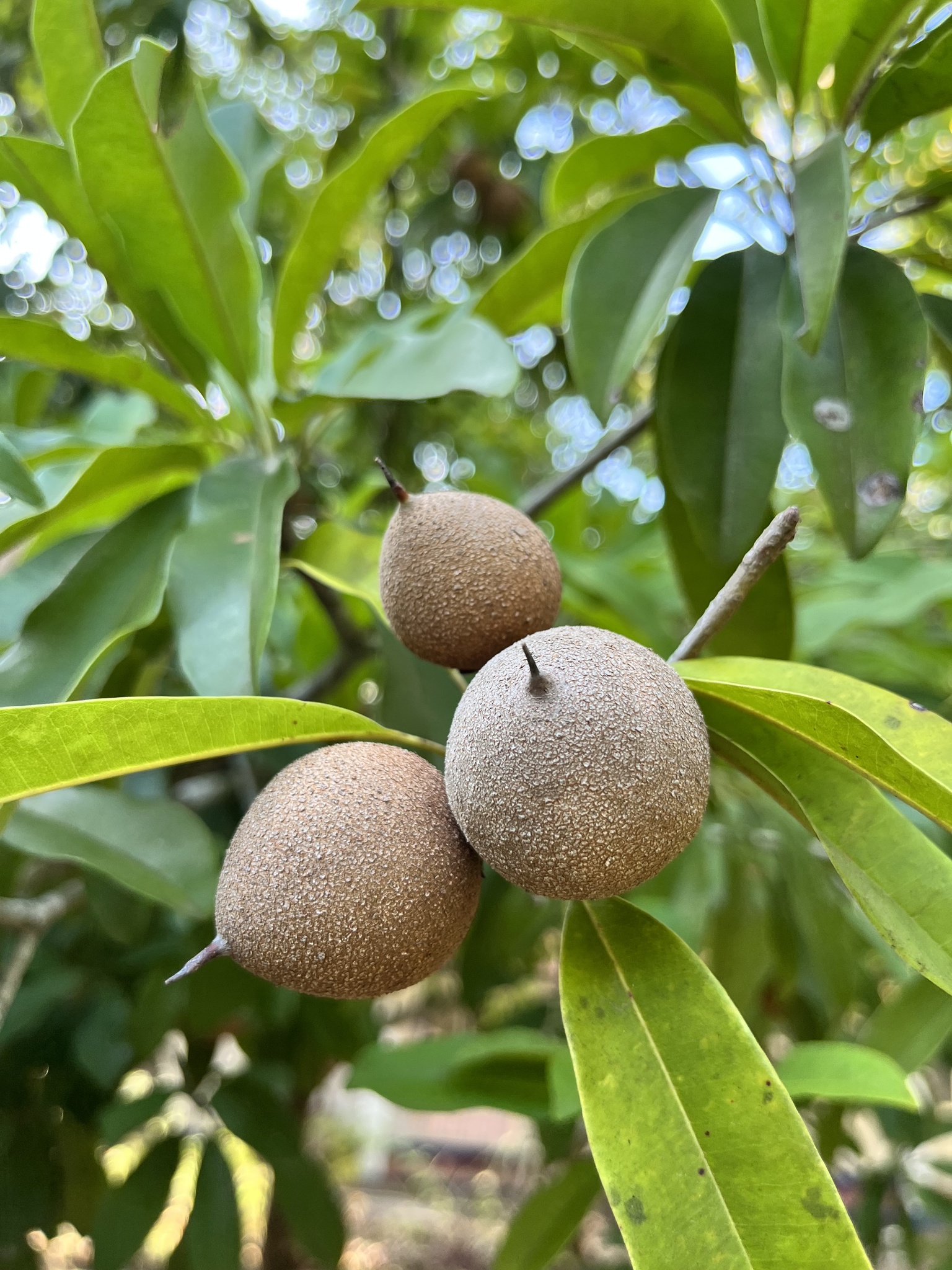 Imagem de Sapoti