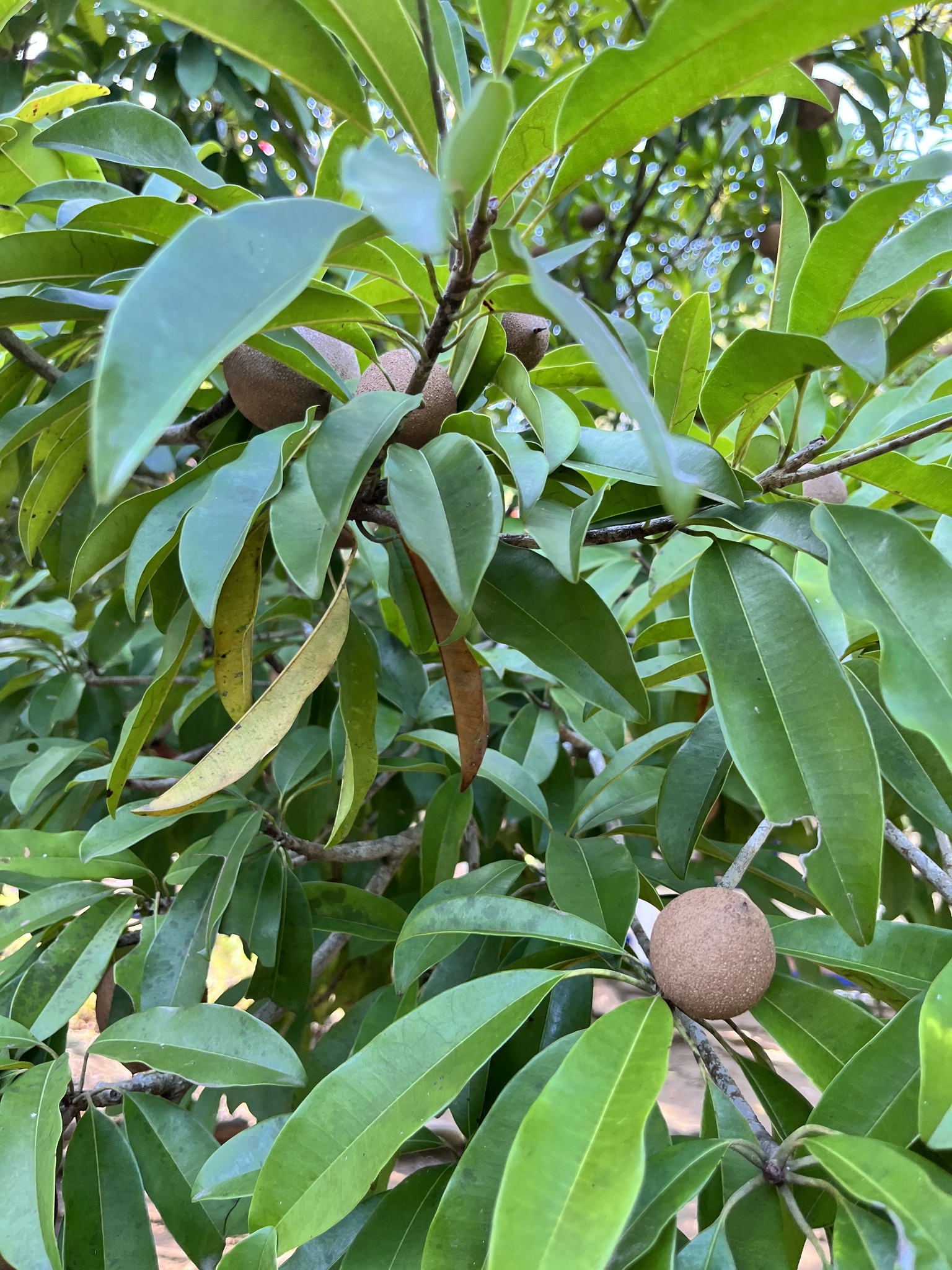 Imagem de Sapoti
