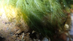 Bryopsis