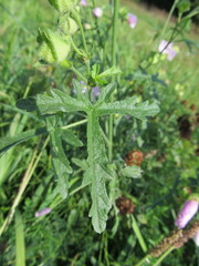 Malva excisa