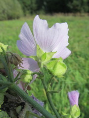 Malva excisa