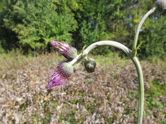 Cirsium rivulare