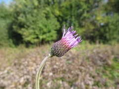 Cirsium rivulare