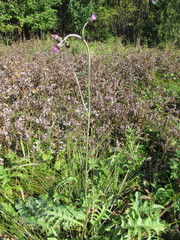 Cirsium rivulare