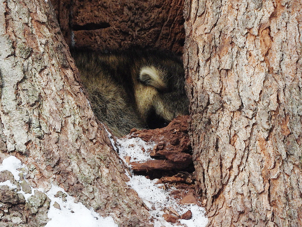 Common Raccoon From Jackson County MI USA On January 20 2024 At 11   Large 