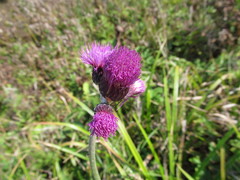 Cirsium rivulare