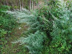 Artemisia rubripes